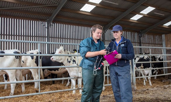 Vet at dairy farm infront of cattle.